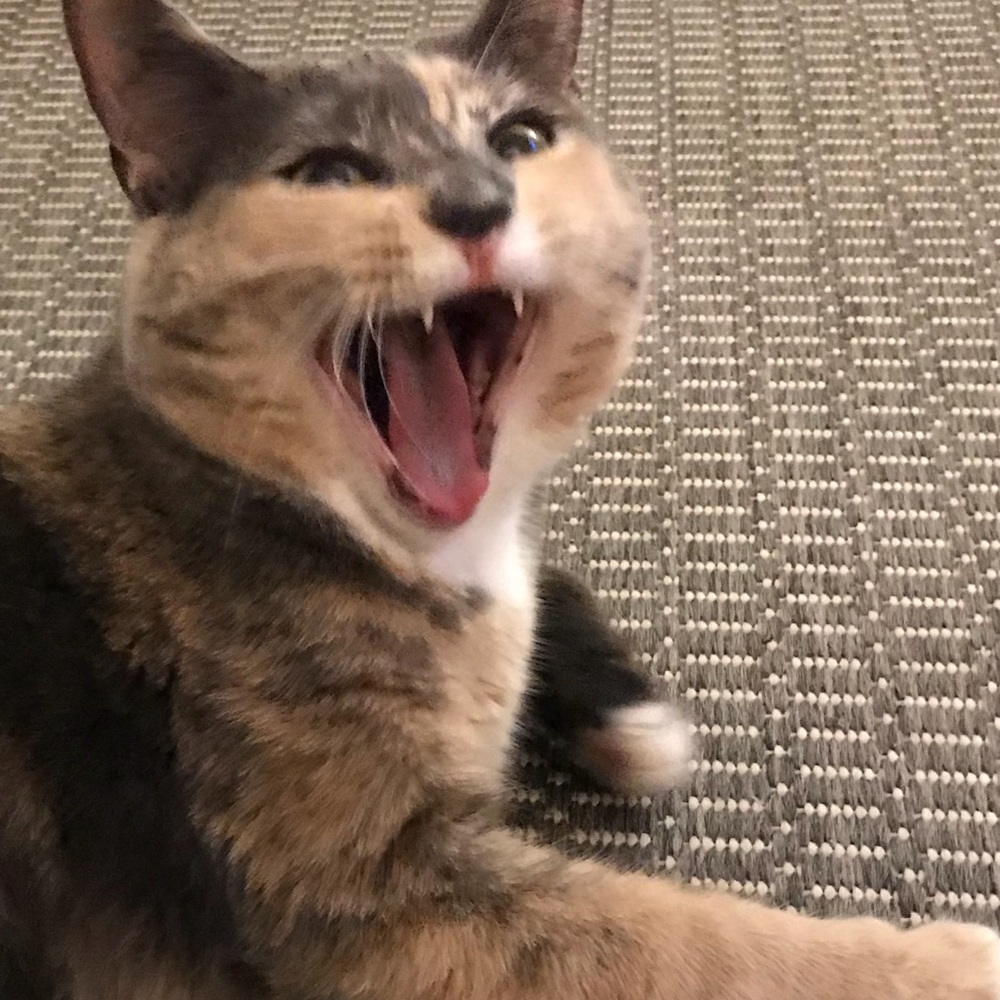 Meet your Posher, Grace